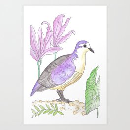 Polynesian Ground Dove Art Print | Grounddove, Endangeredspecies, Painting, Bird, Wildlfe, Polynesian, Nature, Watercolor, Dove 