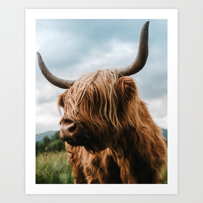 Scottish Highland Cattle - Animal Photography Art Print