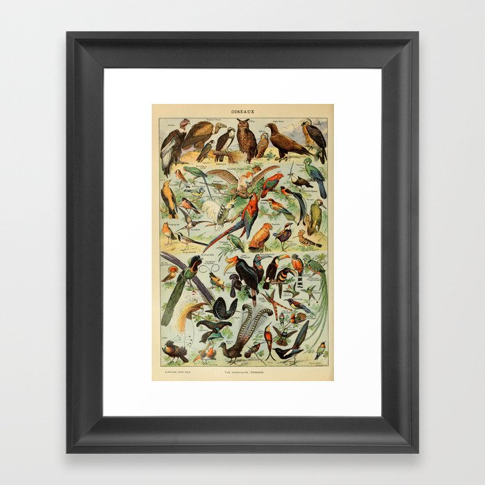 Adolphe Millot Nouveau Larousse Illustré Oiseaux A (Birds) (1910