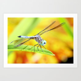 Dragonfly Dreams Art Print