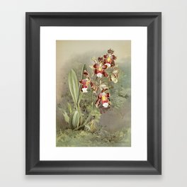 Reichenbachia Orchids 2 Framed Art Print