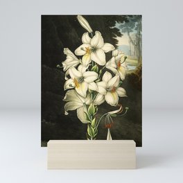 The White Lily : Temple of Flora Mini Art Print