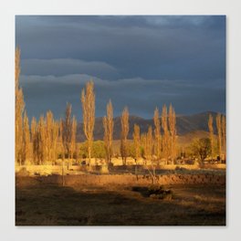 Argentina Photography - Trees In The Warm Sunset Canvas Print