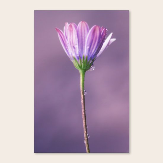 Pink flower Canvas Print