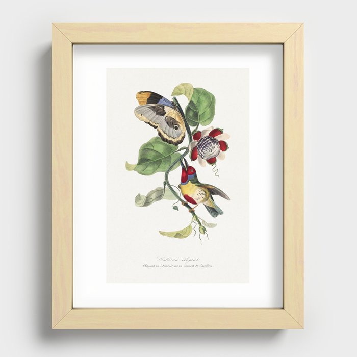 Versicolored Barbet Bird Recessed Framed Print