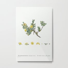 Mesembryanthemum Echinatum (Pickle Plant) from Histoire des Plantes Grasses (1799) by Pierre-Joseph Metal Print | Background, Frame, Vintage, Bloom, Illustration, Summer, Decoration, Card, Design, Leaf 
