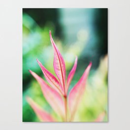 Sacred Bamboo Canvas Print