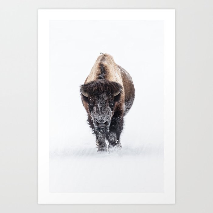 Yellowstone National Park: Lone Bull Bison Art Print
