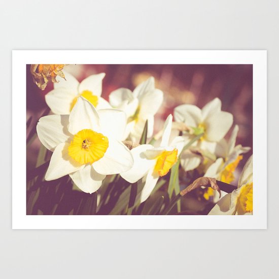 Daffodil flower Art Print