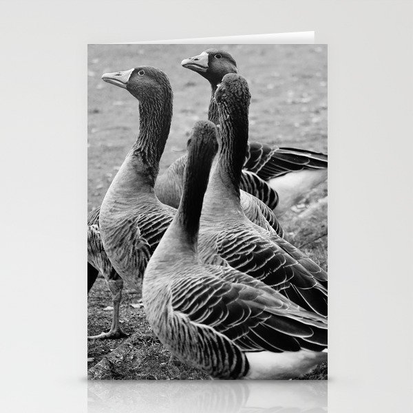Flock of greylag geese in black and white | Waterfowls in monochrome Stationery Cards