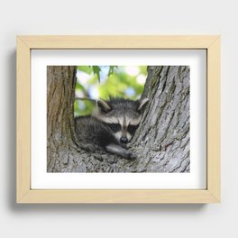 Baby Raccoon Asleep in a Tree Recessed Framed Print