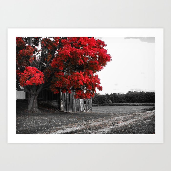 Red Maple Foliage, Jerusalem, New York Farm House and Barn black and white photography - photographs Art Print