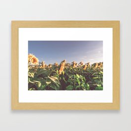 Sunflowers at Sunrise Framed Art Print