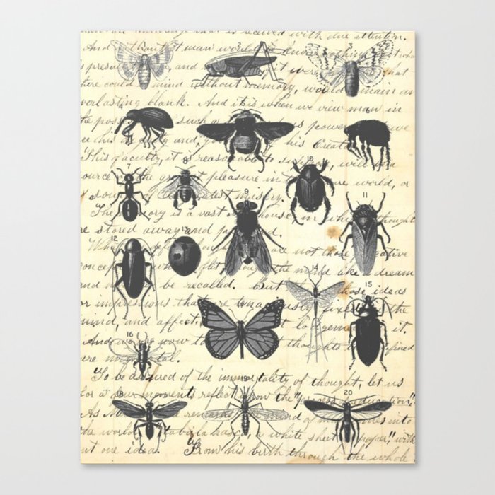 Insect Study on antique journal paper Canvas Print