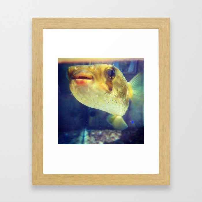 Blowfish fo days Framed Art Print