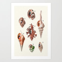 Every Seashell Has A Story Art Print