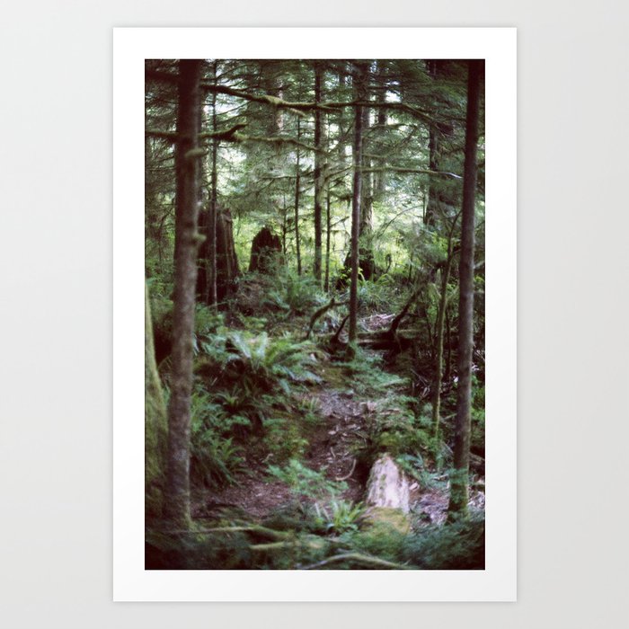 Vancouver Island Rainforest Art Print