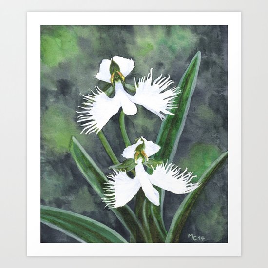 Habenaria radiata orchids Art Print