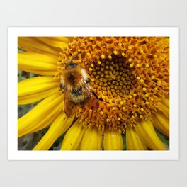Bumblebee Sunflower Art Print