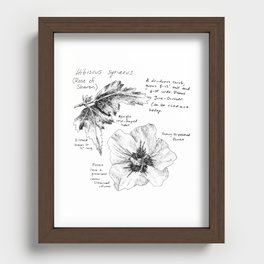 Hibiscus syriacus Recessed Framed Print