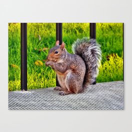 Hungry Squirrel Canvas Print