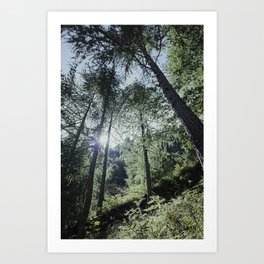 Sunlight Through Pines | Nature Photography #trees #decor #art  Art Print
