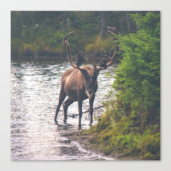 Moose in the River (Forest Wildlife) Canvas Print