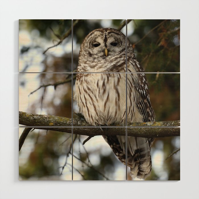 Barred owl Wood Wall Art