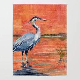 Great Blue Heron in Marsh Poster