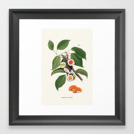 Sushi Plant Framed Art Print
