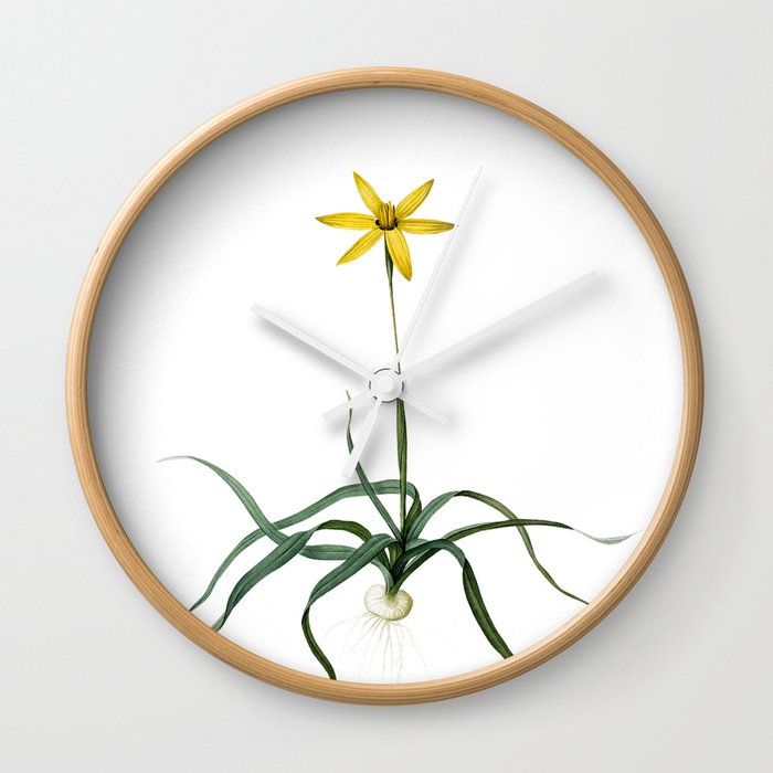 Vintage Hypoxis Stellata Botanical Illustration on Pure White Wall Clock