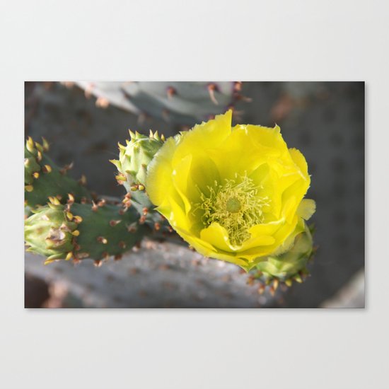 Cactus in bloom Canvas Print