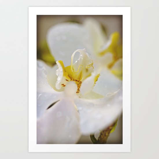 WHITE ORCHID Art Print