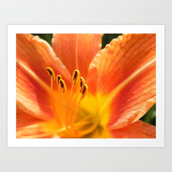 Orange lily macro Art Print