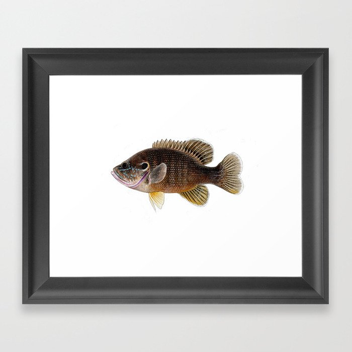 green sunfish Framed Art Print