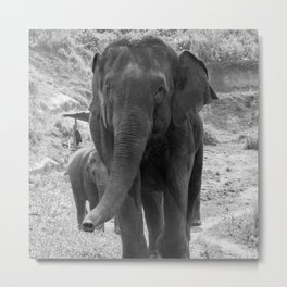 Elephant Family Metal Print | Wallart, Thailand, Wildlifephotography, Blackandwhite, Elephantphoto, Digital, Photo, Elephantart, Fineart, Elephantfamily 
