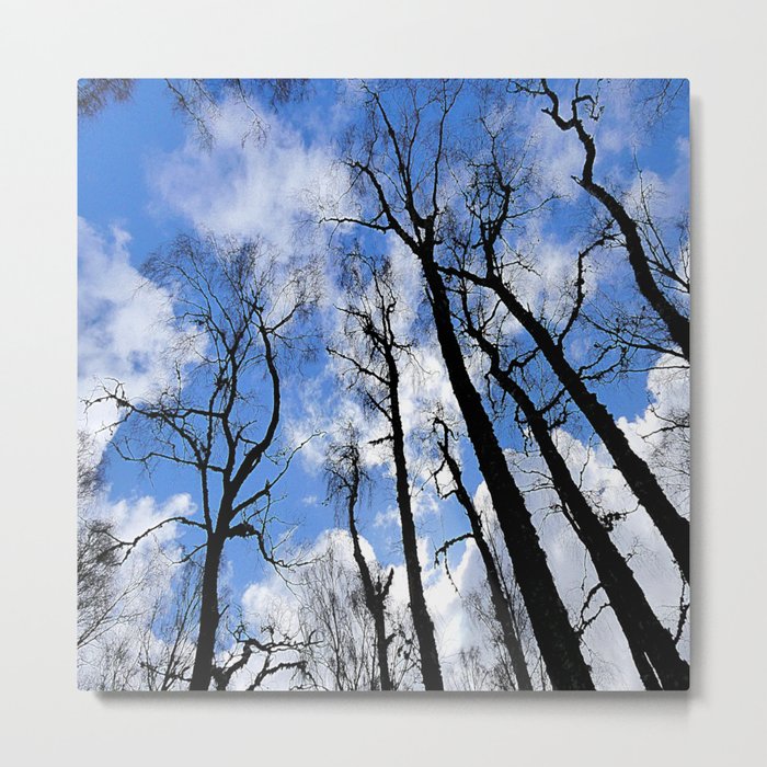 Birch Tree Perspective Scottish Highlands Style in I Art and Afterglow Metal Print