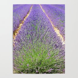 Lavender Field Flowers Landscape Poster