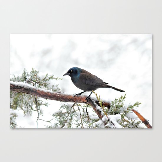 Snow Grackle Canvas Print