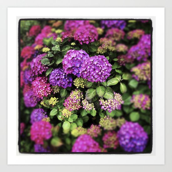 hydrangea Art Print