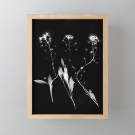 Dancing Flowers No.2 Photogram Framed Mini Art Print