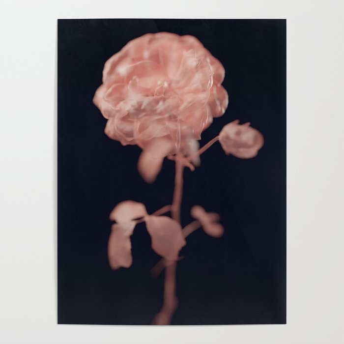 Rose modern dark art print design Poster