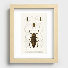 Different types of insects illustrated by Charles Dessalines D' Orbigny (1806-1876).7 Recessed Framed Print