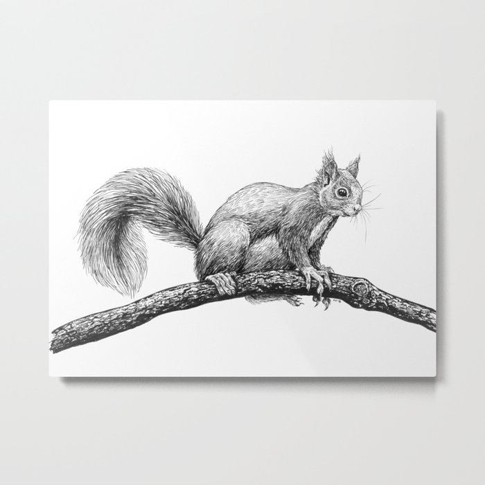 Squirrel drawing Metal Print