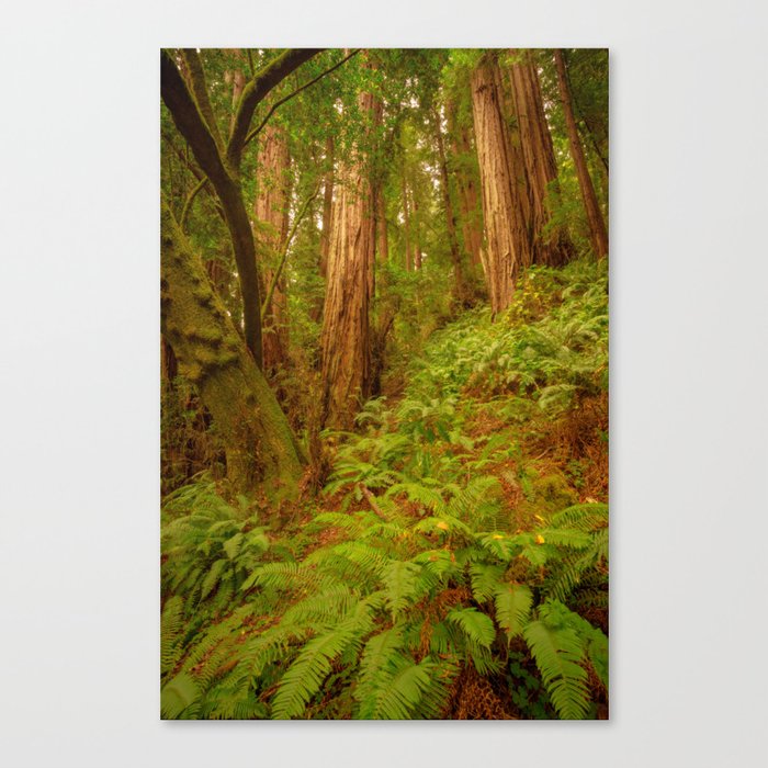 Redwoods Regional II Canvas Print