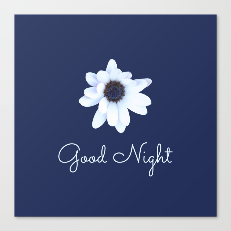 good night sleepy african daisy flower canvas print by annaki