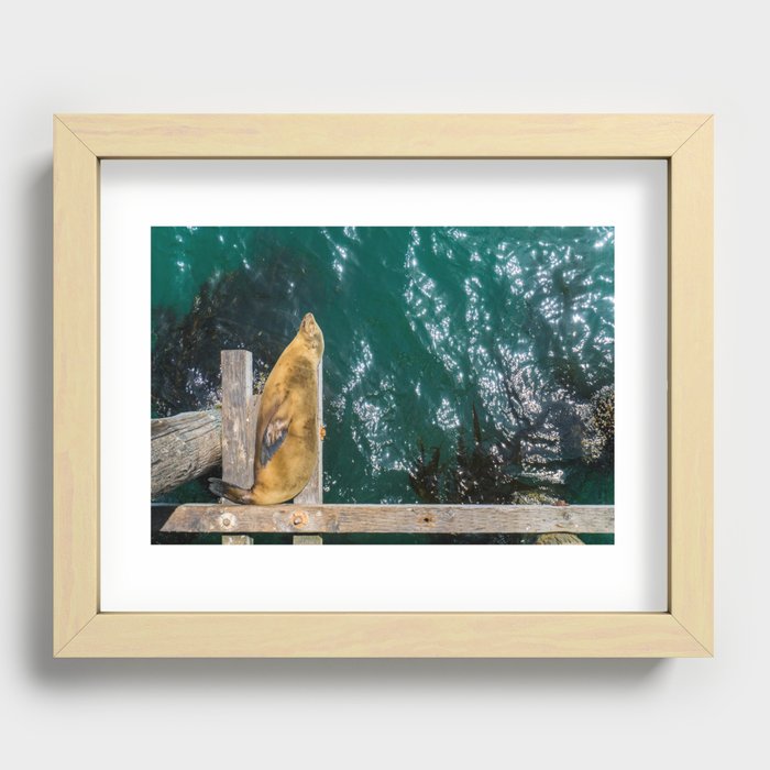 Sea Lion Sleeping Recessed Framed Print