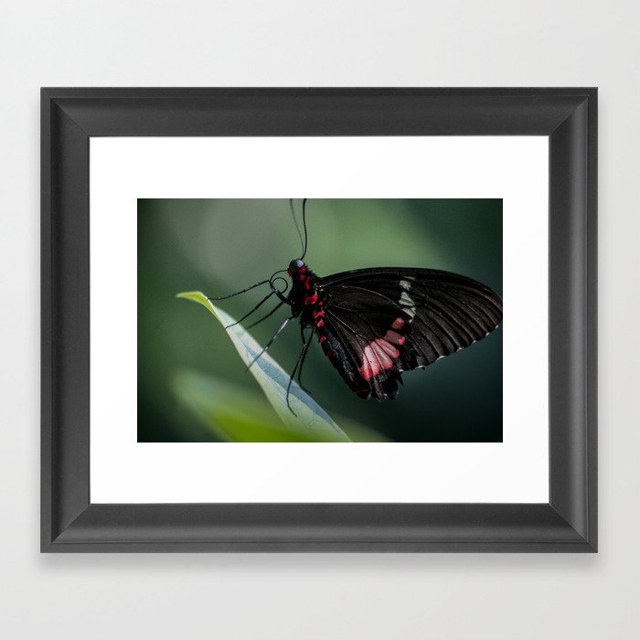 butterfly eatting Framed Art Print