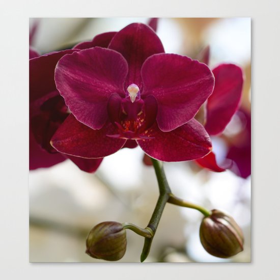 Orchid Canvas Print