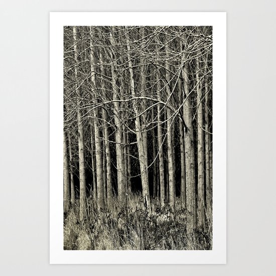 Cottonwoods Art Print